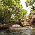 Rivière des grandes plaines à pointe noire, Guadeloupe