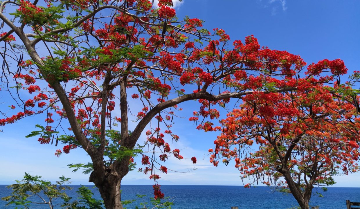 Les flamboyants de la Guadeloupe