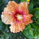 Hibicus en fleur, Gwada