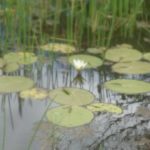 Riche biodiversité, mangrove, vieux habitants, Gwada