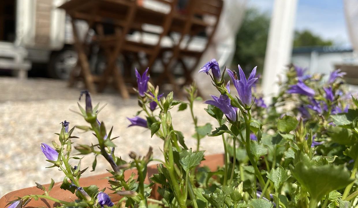 fleurs-terrasse-les-adrets-esterel-Airbnjune