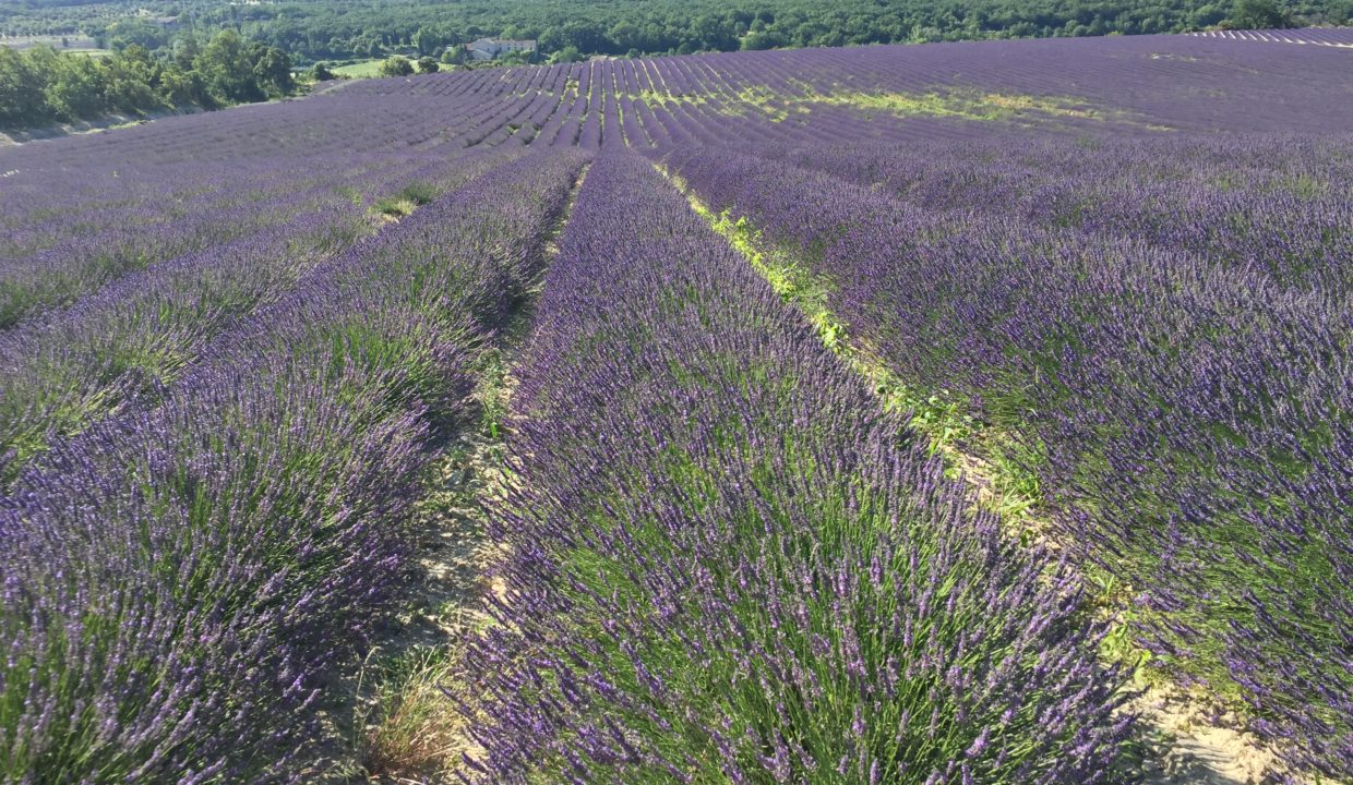 16A9E247-3C39-46C2-905F-D3BE07F94356